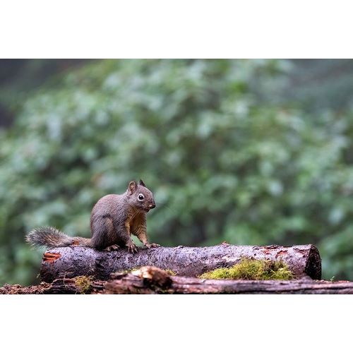 Horton, Janet 아티스트의 Douglas Squirrel standing on a log작품입니다.